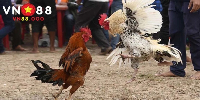 Những màu mạng gà cơ bản hiện nay